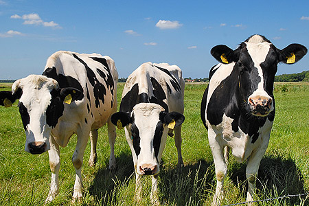 Foto aus der Fotogruppe 