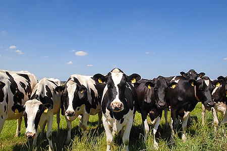 Foto aus der Fotogruppe 